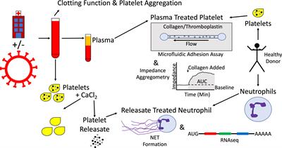 Effects of the circulating environment of COVID-19 on platelet and neutrophil behavior